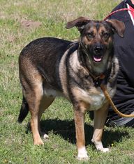 Mutt Dogs for adoption in Lytle, TX, USA