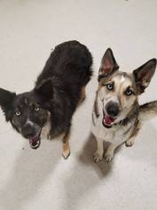 Medium Photo #1 Alaskan Malamute-German Shepherd Dog Mix Puppy For Sale in Williston, VT, USA