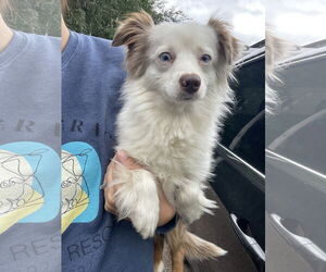 Australian Shepherd Dogs for adoption in Winter, WI, USA