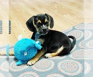 Cheagle Dogs for adoption in Rootstown, OH, USA