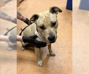 American Pit Bull Terrier-Unknown Mix Dogs for adoption in Martinez, CA, USA