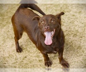 Basset Hound-Labrador Retriever Mix Dogs for adoption in Tallahassee, FL, USA