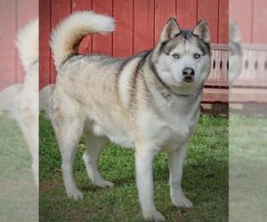 Siberian Husky-Unknown Mix Dogs for adoption in La Mesa, CA, USA