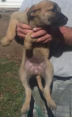 Mastiff Dogs for adoption in Minneapolis, MN, USA