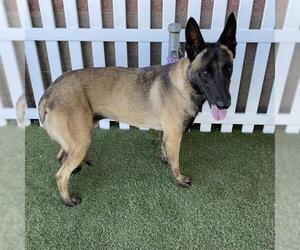 Mutt Dogs for adoption in Modesto, CA, USA