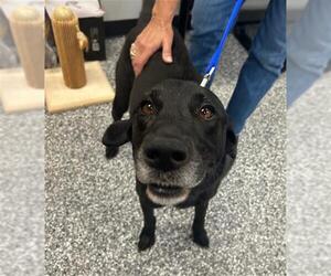 Labrador Retriever-Unknown Mix Dogs for adoption in Rosenberg, TX, USA