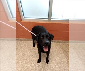 Labrador Retriever Dogs for adoption in Pueblo, CO, USA
