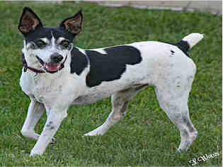 Rat Terrier Dogs for adoption in Ogden, UT, USA