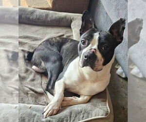 Boston Terrier Dogs for adoption in Rustburg, VA, USA
