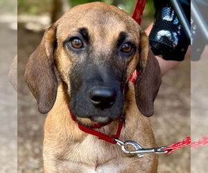 Labrador Retriever-Unknown Mix Dogs for adoption in Canton, CT, USA