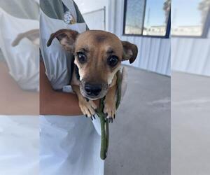 Chihuahua Dogs for adoption in Bakersfield, CA, USA