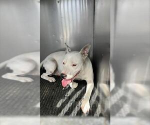 American Pit Bull Terrier-Unknown Mix Dogs for adoption in Corpus Christi, TX, USA