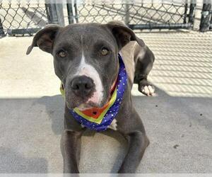 American Pit Bull Terrier Dogs for adoption in Tulsa, OK, USA