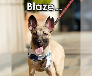 Mutt Dogs for adoption in Seattle, WA, USA