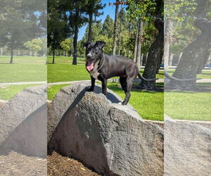 Labrador Retriever-Unknown Mix Dogs for adoption in San Diego, CA, USA