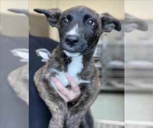 - Mix Dogs for adoption in Salisbury, NC, USA
