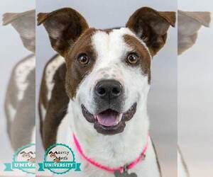 Labrador Retriever-Unknown Mix Dogs for adoption in Kennesaw, GA, USA