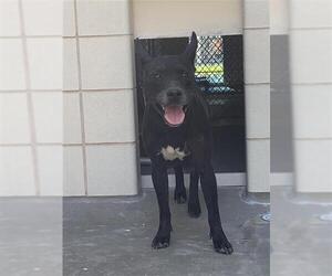 Labrador Retriever-Unknown Mix Dogs for adoption in Corpus Christi, TX, USA