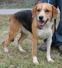 Beagle-Unknown Mix Dogs for adoption in Prattville, AL, USA