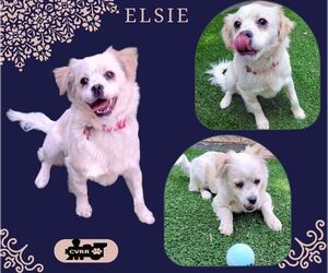 Pekingese-Spaniel Mix Dogs for adoption in Lindsay, CA, USA