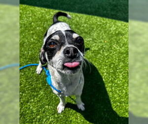 Rat Terrier Dogs for adoption in Salinas, CA, USA