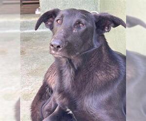 German Shepherd Dog-Unknown Mix Dogs for adoption in Downey, CA, USA