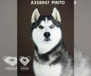 Siberian Husky Dogs for adoption in Stockton, CA, USA