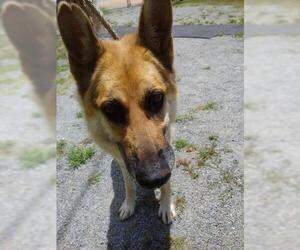 German Shepherd Dog Dogs for adoption in Bauxite, AR, USA