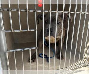 American Pit Bull Terrier-Unknown Mix Dogs for adoption in Oklahoma City, OK, USA