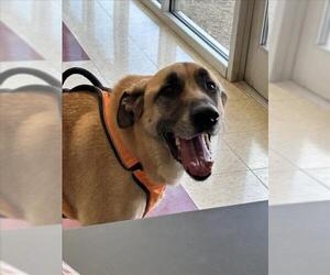 German Shepherd Dog-Unknown Mix Dogs for adoption in Plano, TX, USA