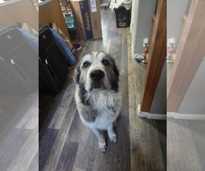 Great Pyrenees Dogs for adoption in MIDWAY, UT, USA