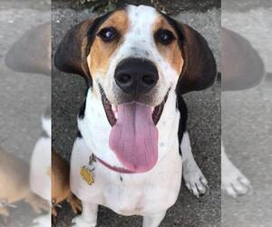 Treeing Walker Coonhound Dogs for adoption in Belleuve, NE, USA