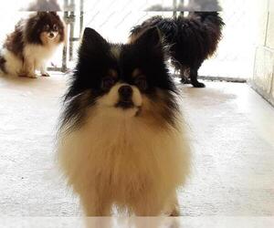 Pomeranian Dogs for adoption in Green Cove Springs, FL, USA