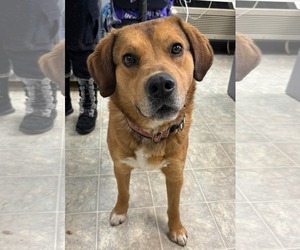 Medium Photo #1 Retriever -Unknown Mix Puppy For Sale in Rustburg, VA, USA