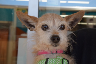 Cairn Terrier-Unknown Mix Dogs for adoption in Seattle, WA, USA