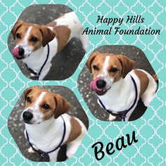 Beagle-Whippet Mix Dogs for adoption in Staley, NC, USA