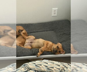 Mutt Dogs for adoption in Sandy, UT, USA