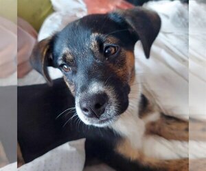 Shepradors Dogs for adoption in Montello, WI, USA