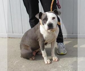 American Pit Bull Terrier Dogs for adoption in Louisville, KY, USA