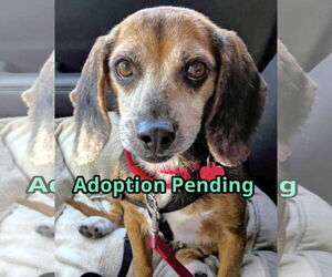 Beagle Dogs for adoption in Dunnellon, FL, USA