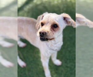 Poodle (Miniature)-Unknown Mix Dogs for adoption in Downey, CA, USA