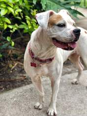 American Bulldog Dogs for adoption in Pompano Beach , FL, USA