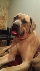 Mastiff Dogs for adoption in Rochester, NY, USA