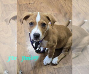 Labrador Retriever-Unknown Mix Dogs for adoption in Sandy, UT, USA