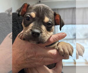 Mutt Dogs for adoption in Clarkston, MI, USA