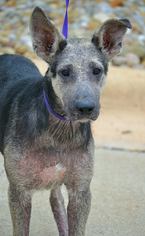 German Shepherd Dog Dogs for adoption in Tuscumbia, AL, USA