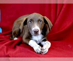 German Shorthaired Lab Dogs for adoption in Morton Grove, IL, USA