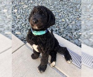 Poodle (Standard)-Unknown Mix Dogs for adoption in Waterford, VA, USA