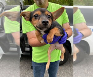 Chihuahua-Unknown Mix Dogs for adoption in Lawrenceville, NJ, USA