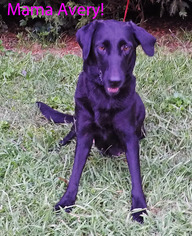 Labrador Retriever Dogs for adoption in Griffin, GA, USA